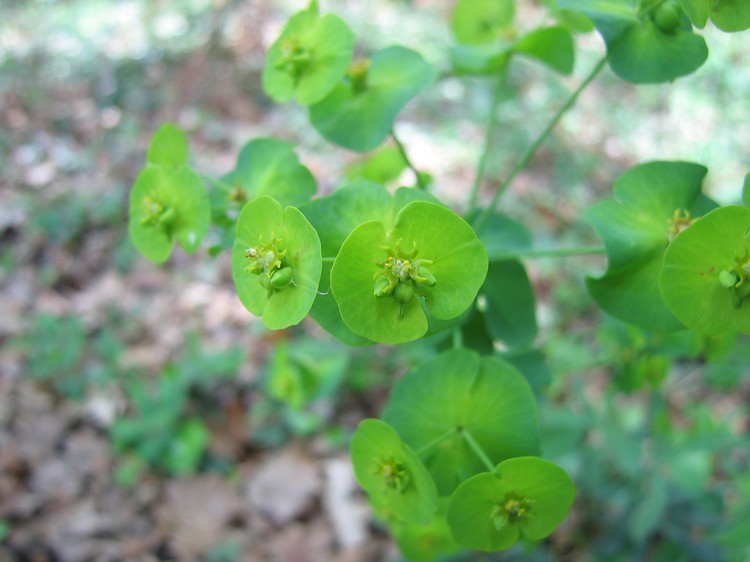 Euphorbia amygdaloides
